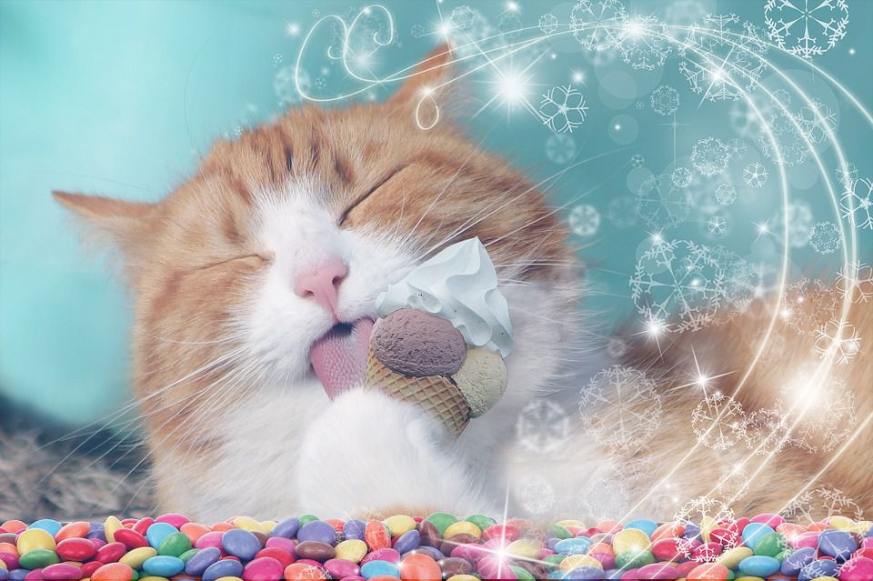 Will You Give Your Kitty Ice-Cream?