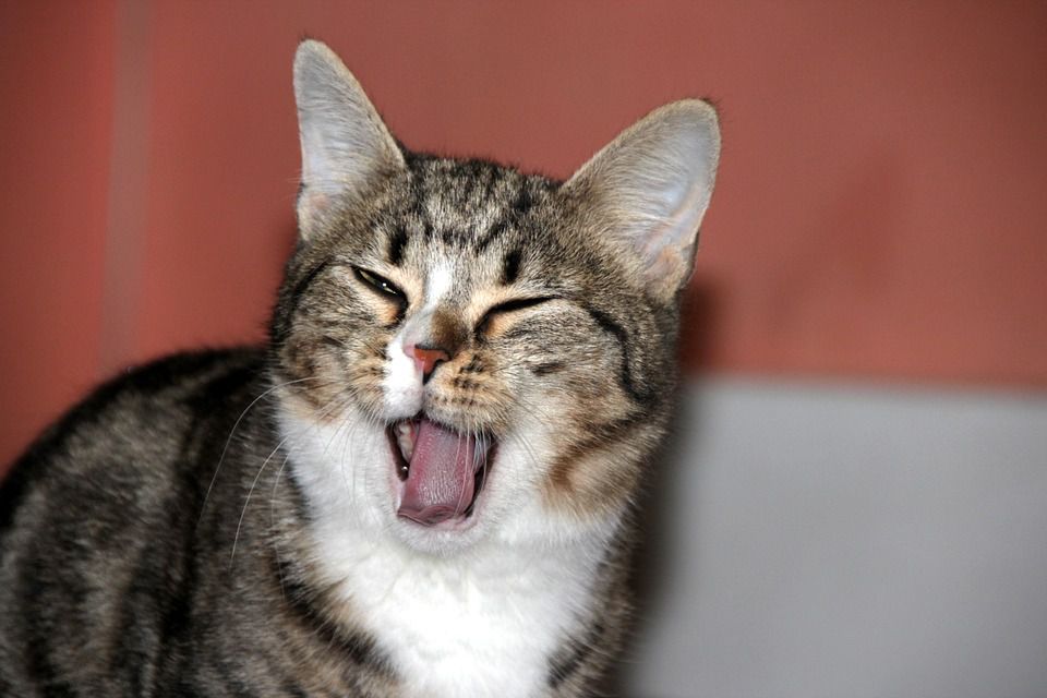 Cat Slow Blink PetCareRx