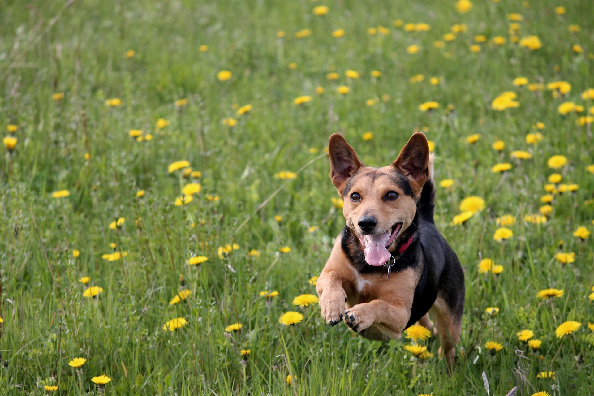 why do dogs whistle when they whine