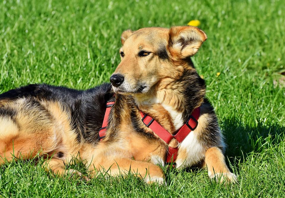 Do Mixed Breed Dogs Have an Advantage Over Purebred Dogs?