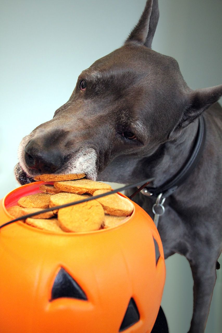 are-you-baking-homemade-dog-treats-here-are-hazards-to-avoid-petcarerx