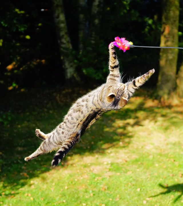 How cats can jump high