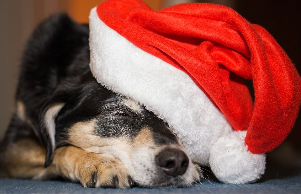 Here Are Holiday Events to Enjoy with Your Pet