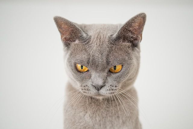 dangerous cat breeds