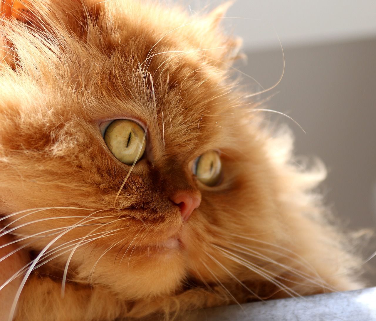 Is your cat sweating? Here could be the reasons