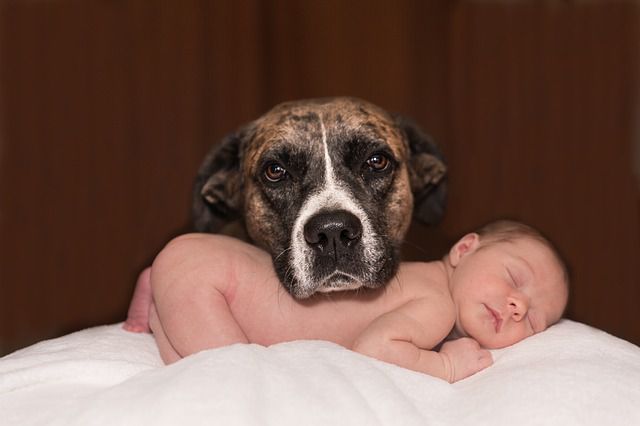 Can Your Dog Hear Your Yet-to-be-born Baby in the Womb?