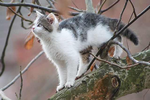 Getting Your Cat Out of the Tree