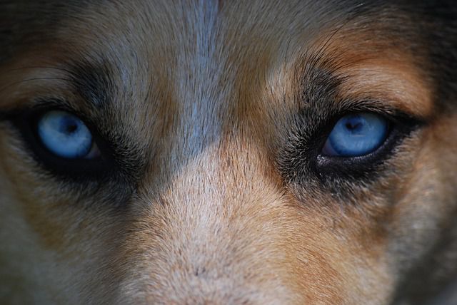 Keeping Your Dogs Eyes Healthy PetCareRx