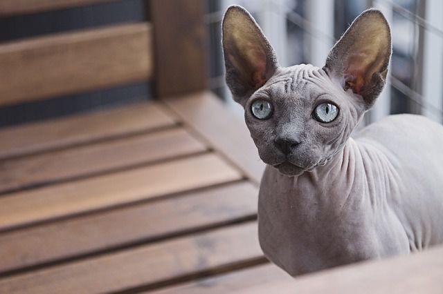 Caring for a Sphynx cat