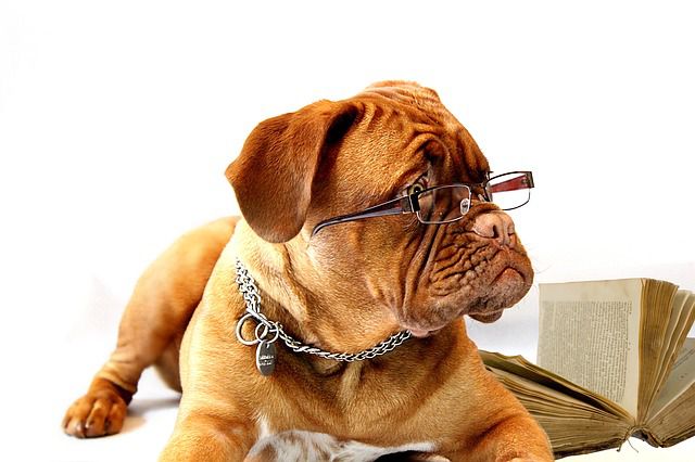 Do Dogs Need Prescription Glasses