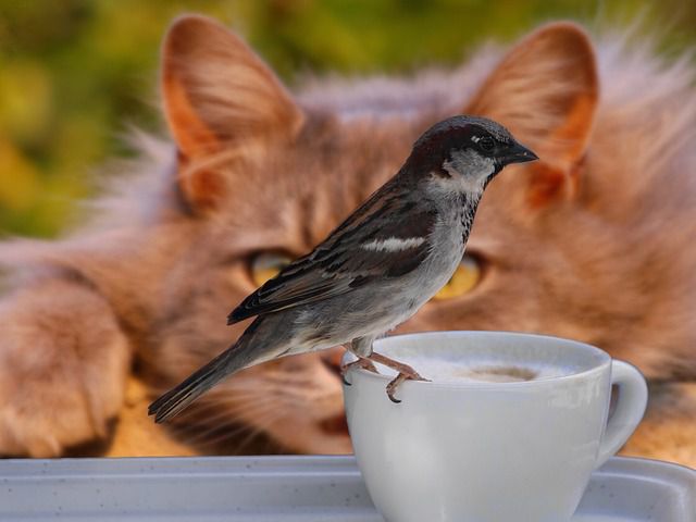 How to protect backyard birds from your cat
