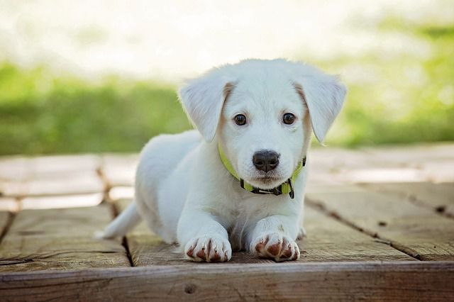 albino dog