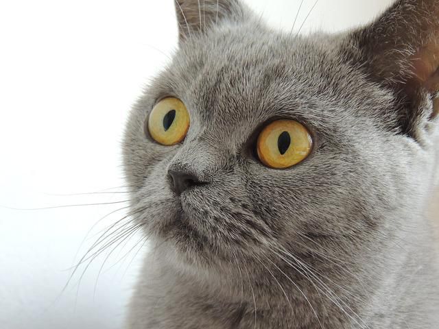Do You Want Companionship? Here are high-energy Cat Breeds You Should Consider Petting