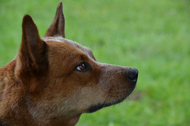 How Good is an Australian Cattle Dog for You?
