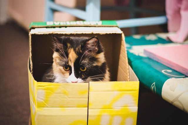 Here’s Why Felines Love Snuggling Up in Boxes