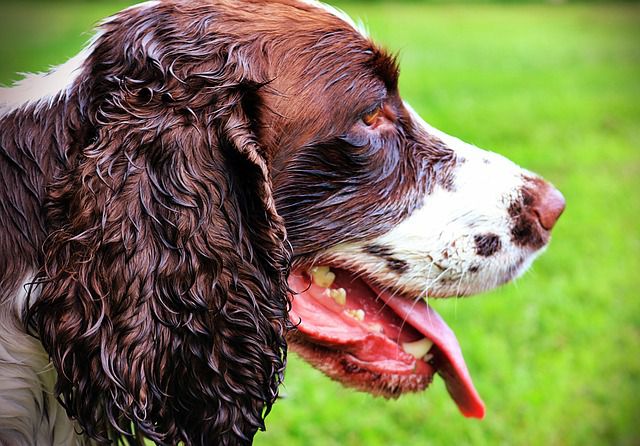 How to care for your dog during the monsoon