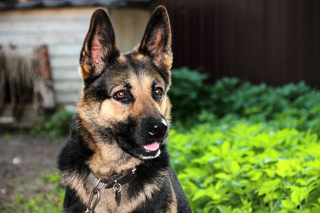 How to Manage Your Pet’s Shedding