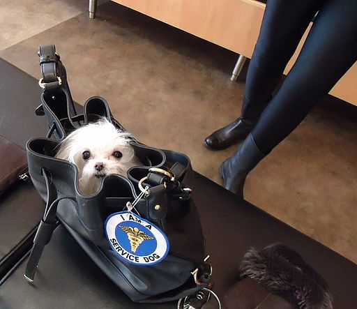 Ten Smallest Canines You Can Fit in Your Purse!