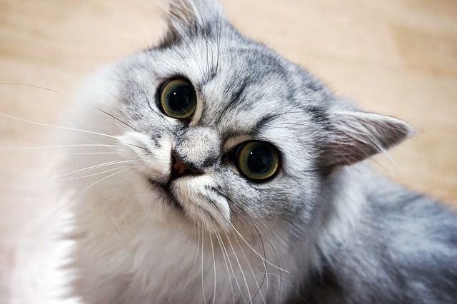 Can Cats Suffer from Mental Disorders?