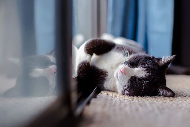 How to Deal with Your Cat’s Separation Anxiety? | PetCareRx