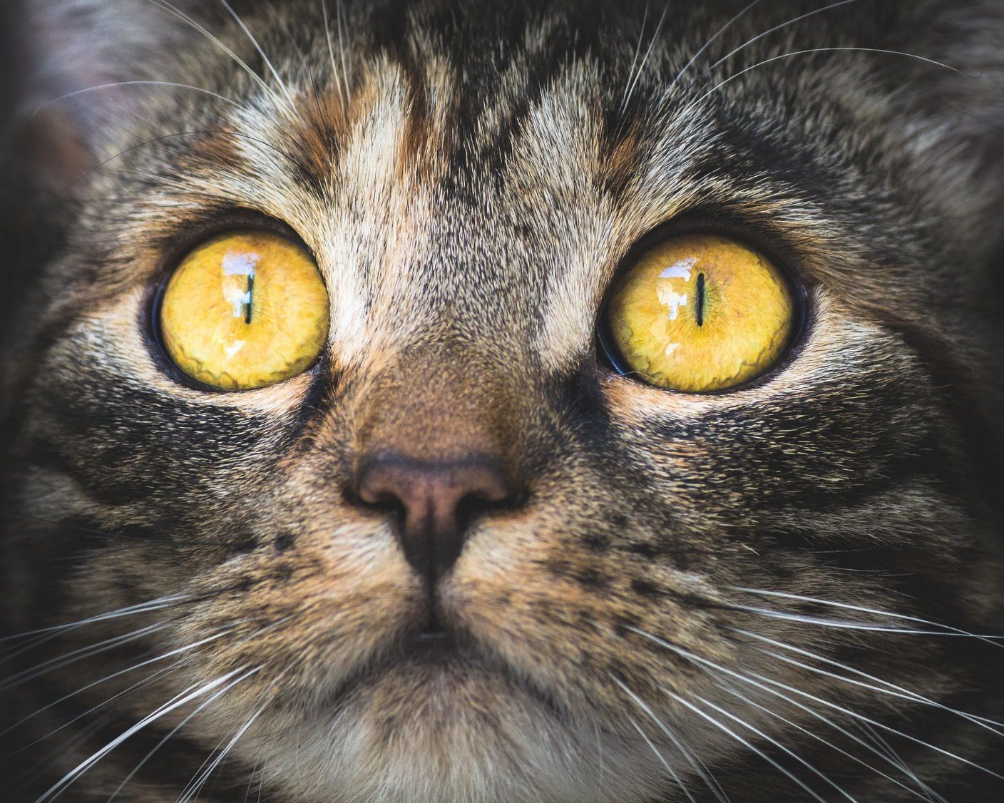 Cats with The Biggest Eyes That Make Your Heart Melt PetCareRx