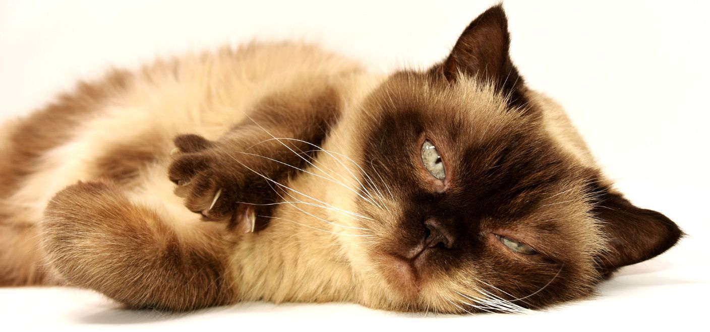 The Five Most Dangerous Cat Diseases to Look Out For