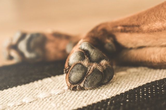 3 Tips for Keeping Your Dog's Paws Healthy and Moisturized