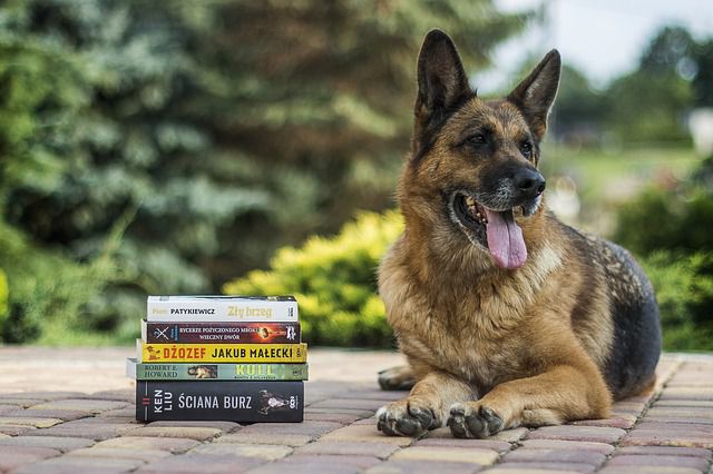 Top 5 Books About Dogs