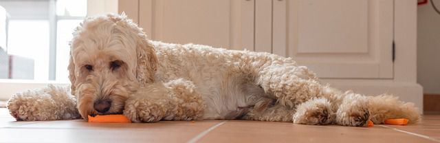 Can Dogs Thrive on a Vegan Diet?