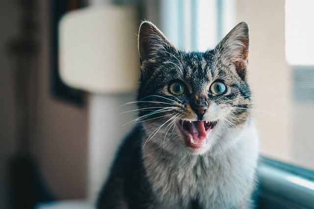 Do cats suffer from dental issues?