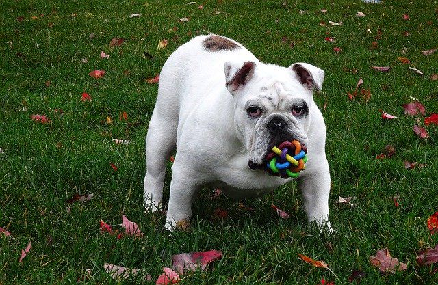 Tips for Finding Reliable Used Pet Goodies