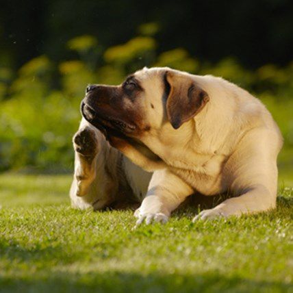 4 Dog Care Hacks That Every Owner Should Know
