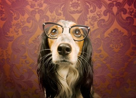 Bolster Your Dog's Eye Health with Omega-3s