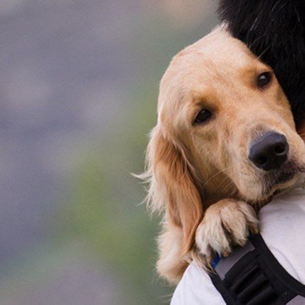 Cure Your Dog's Back-to-School Blues