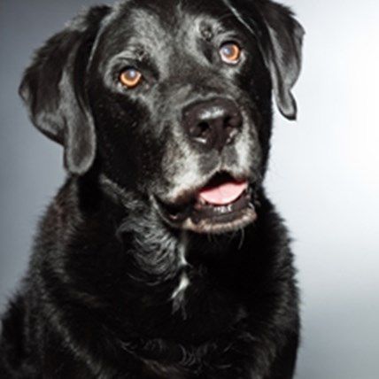 Hero Dogs and the Lives They Save