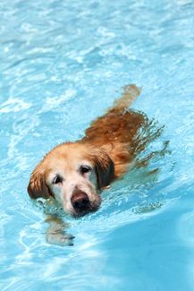 Know How to Include Dogs in the Pool Area