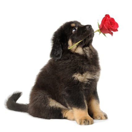 Why Black Dogs Are Adopted Last and How You Can Help
