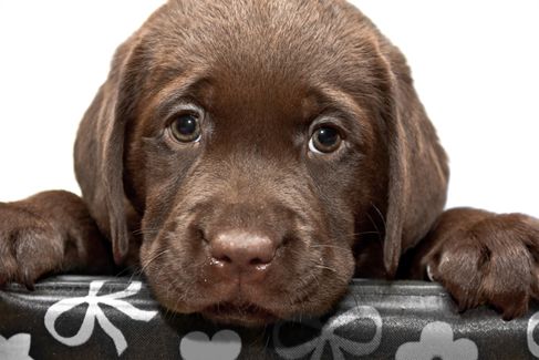 Learn How to Understand Dog Moods | PetCareRx