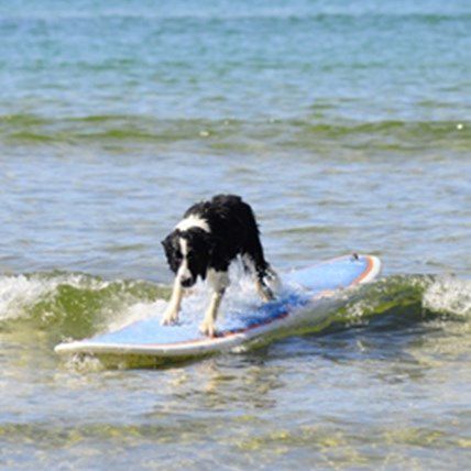 Surf Pups Highlight the Thrill of Athletic Dogs