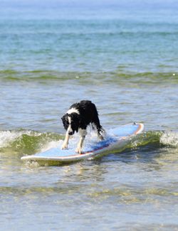 Surf Pups Highlight the Thrill of Athletic Dogs