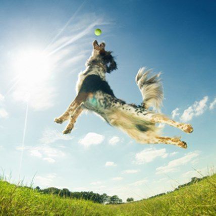 The Top 5 Dog Medicines for a Healthy, Outdoor Dog