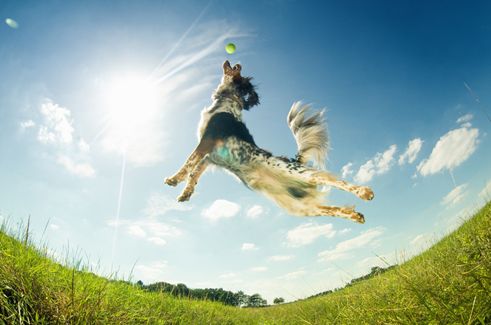 The top 5 dog medicines for a healthy, outdoor dog