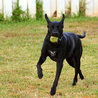 training your dog to walk off leash