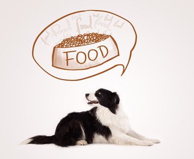 Why Natural Dog Food is Better Than Commercial Brands