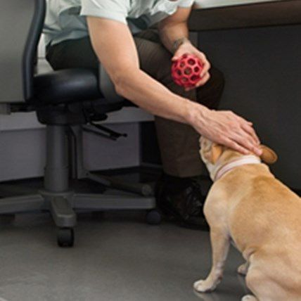 Why Petting is Better for Your Dog Than Verbal Praise