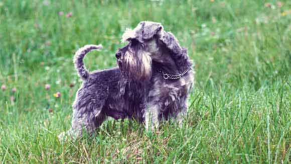 miniature schnauzer