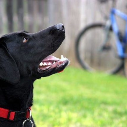 3 Tips for Biking With Your Dog