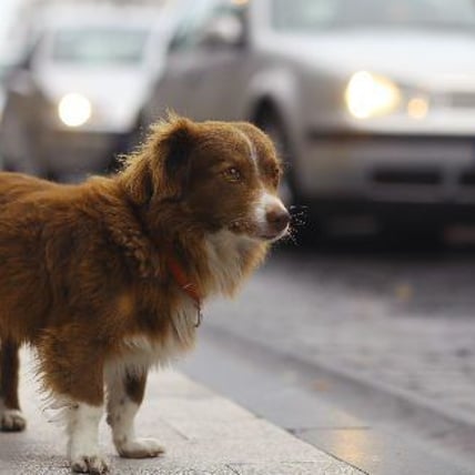 Dog Walks 20 Blocks to Find Her Owner at the Hospital