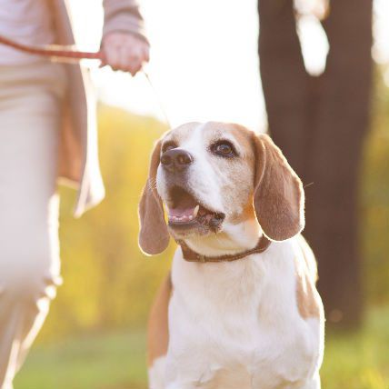8 Steps to Getting Rid of Fleas