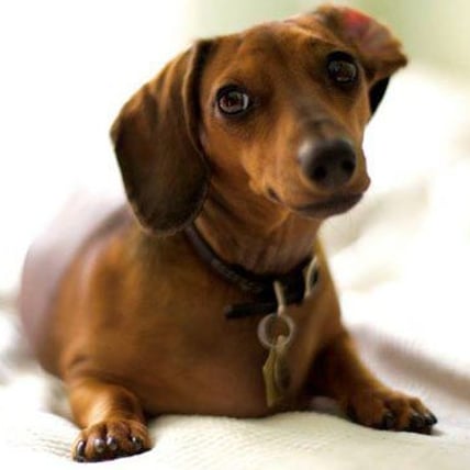 How One L.A. Filmmaker Saved His Pet's Life with The Help of Friends and Facebook